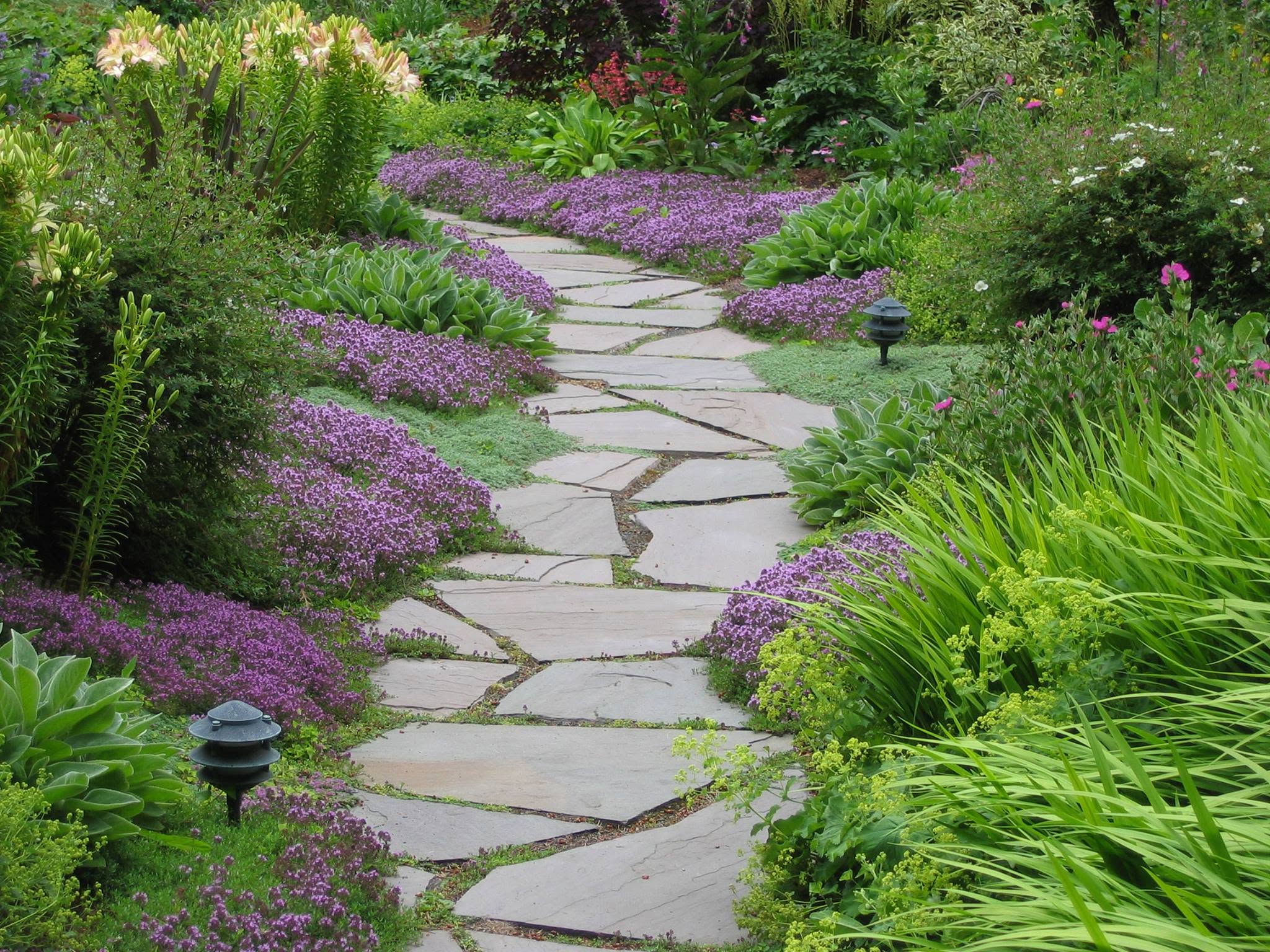 Living Flagstone Path with Creeping Thyme