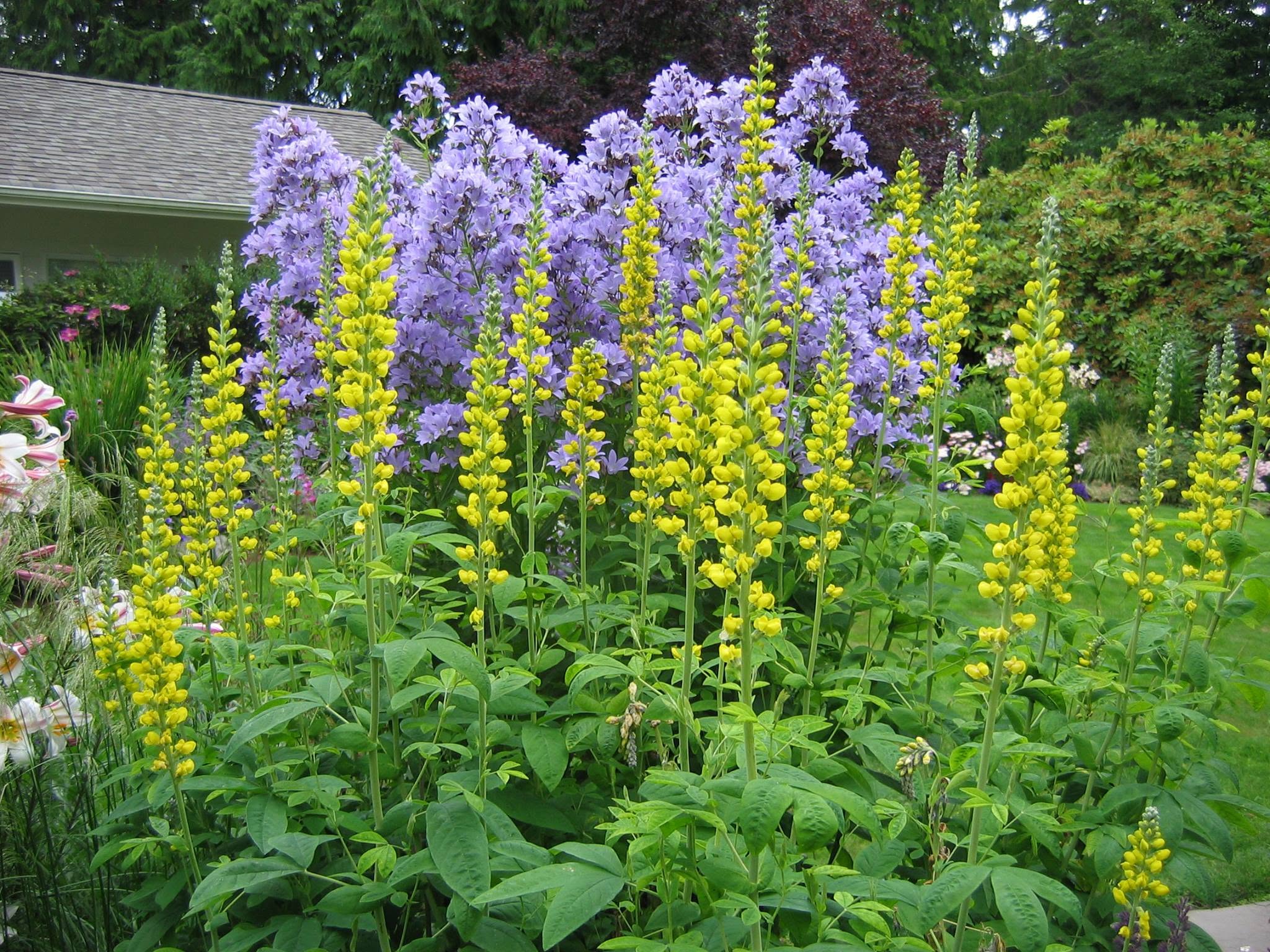 Pacific Lupines and Campanula